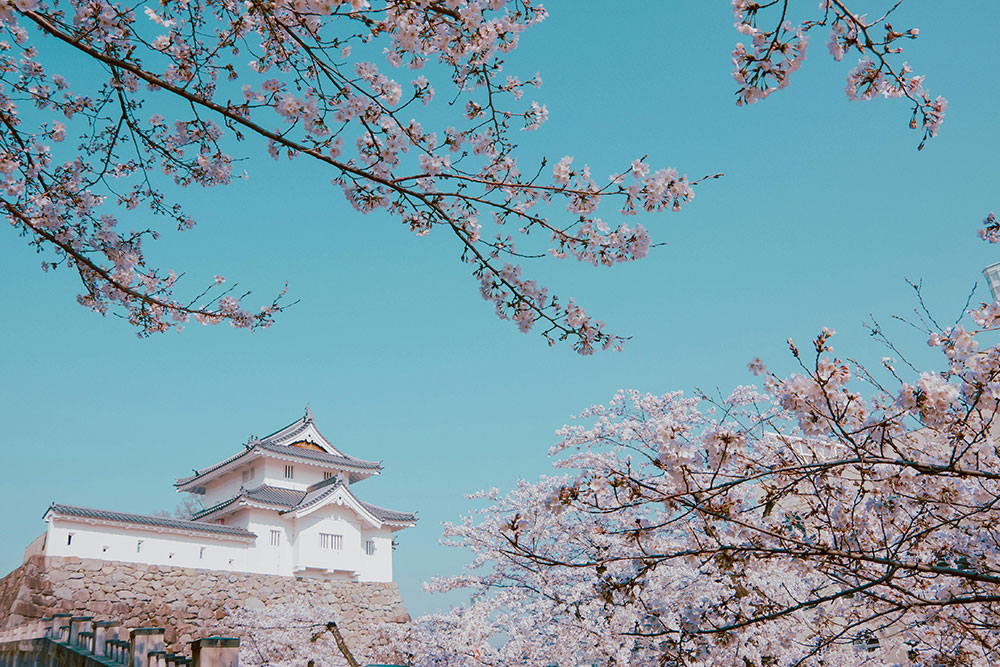 cherry blossom season in japan, japan tourism, cherry blossom japan