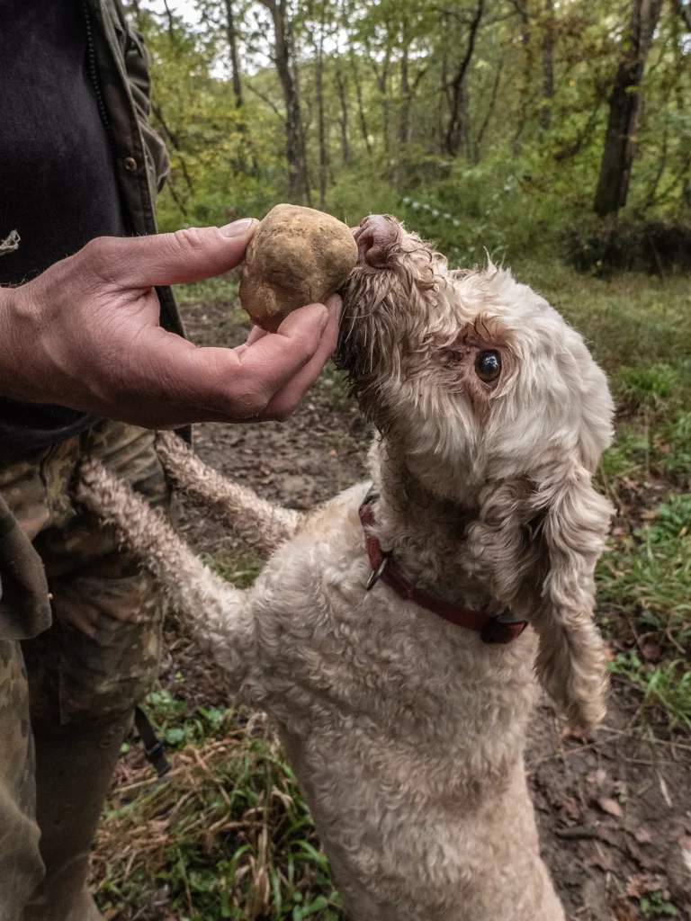 From ancient forests to Michelin-starred kitchens, discover what truffles are, why they command astronomical prices, the difference between white and black truffles, and the precise seasons and conditions required to grow them