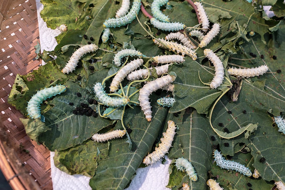 How Is Eri Silk Produced