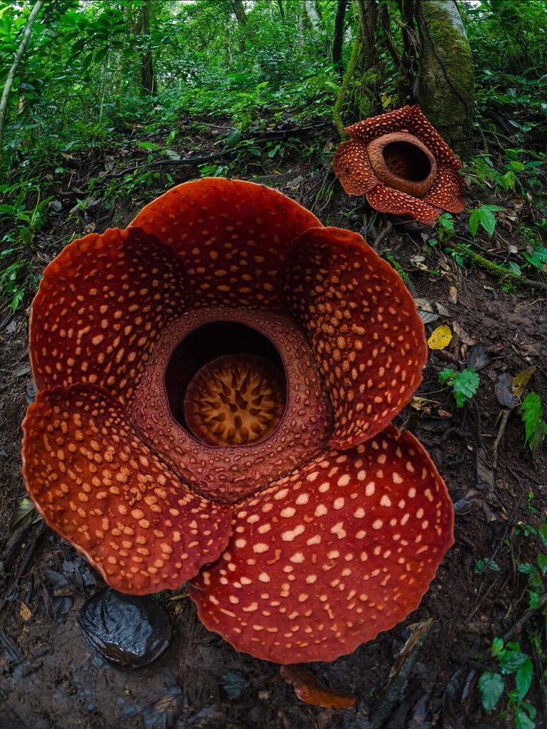 Rafflesia, World’s Largest Flower, cameron islands in malaysia, trip to malaysia, vacation plans to malaysia, where to travel in 2026, 2026 travel bucket list
