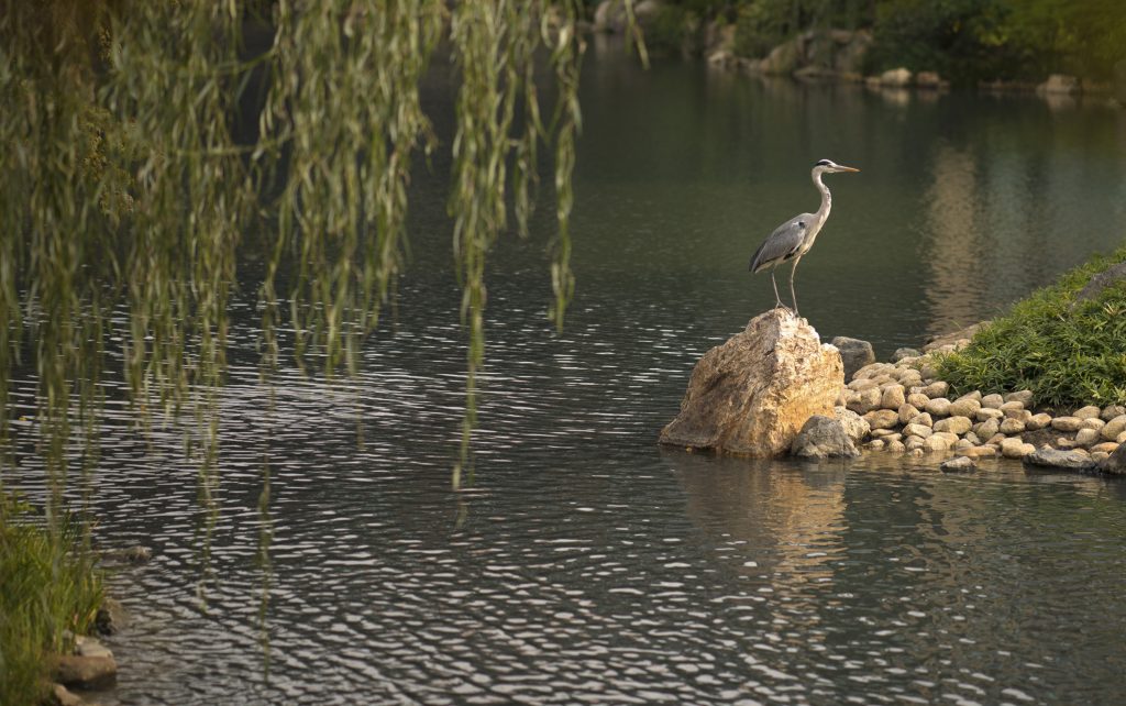 Kyoto itinerary, Osaka itinerary,four seasons hotel in Kyoto room rate, whats the cost for one person per night at four seasons hotel in Kyoto,