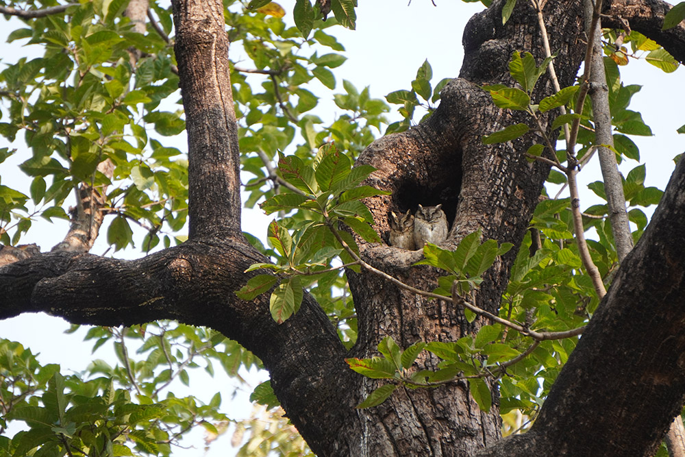 Eco-Friendly Jungle Idyll In Satpura 