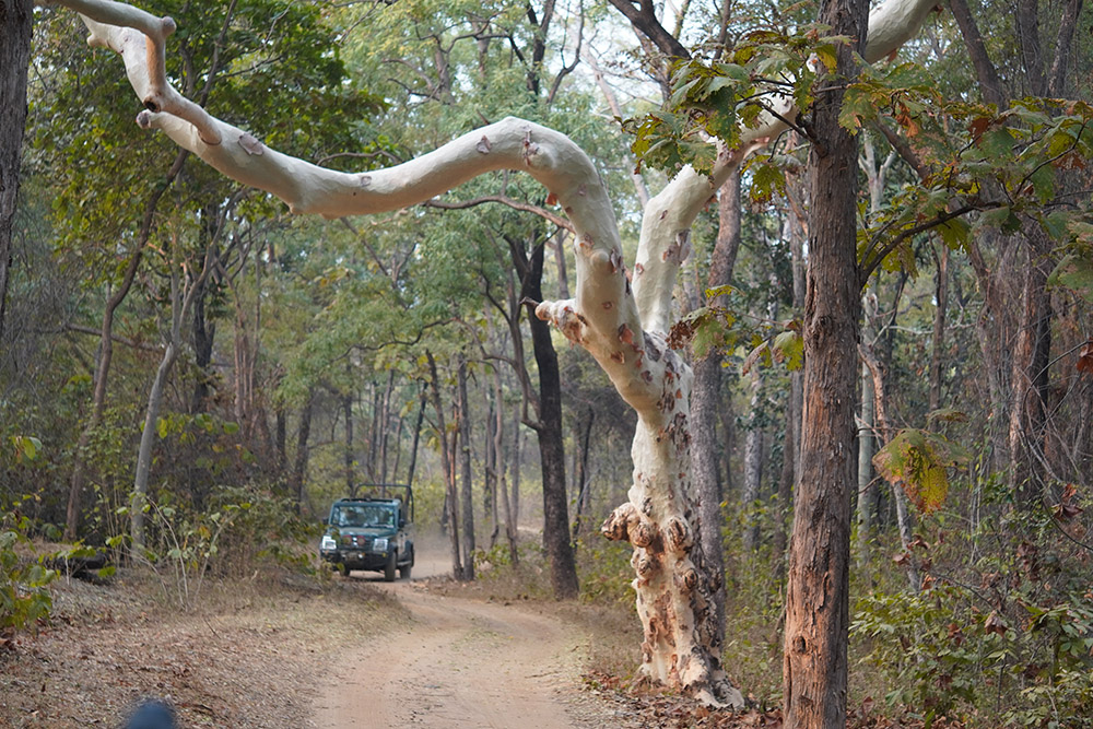 Eco-Friendly Jungle Idyll In Satpura 