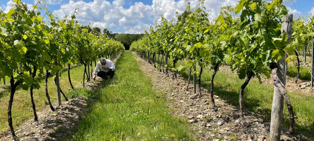 The distillation process is where much of the personality of brandy is formed