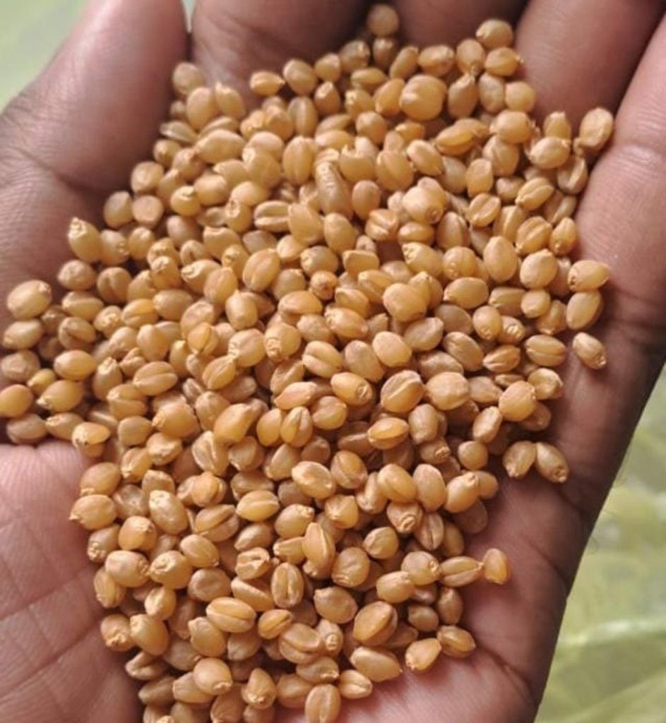 Sona Moti emmer wheat, 2000 year old wheat India, heritage wheat India, ancient wheat varieties India, Sona Moti organic wheat, revival of Sona Moti wheat,