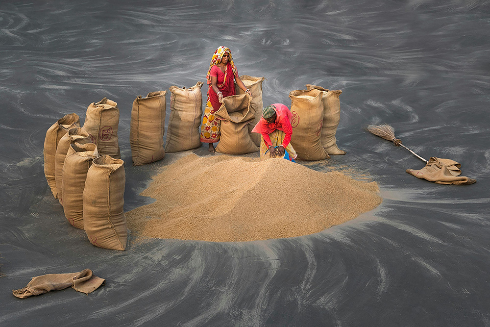  Indian heritage grains, emmer wheat India, ancient grains India, traditional Indian wheat varieties, Sona Moti farming Punjab, 