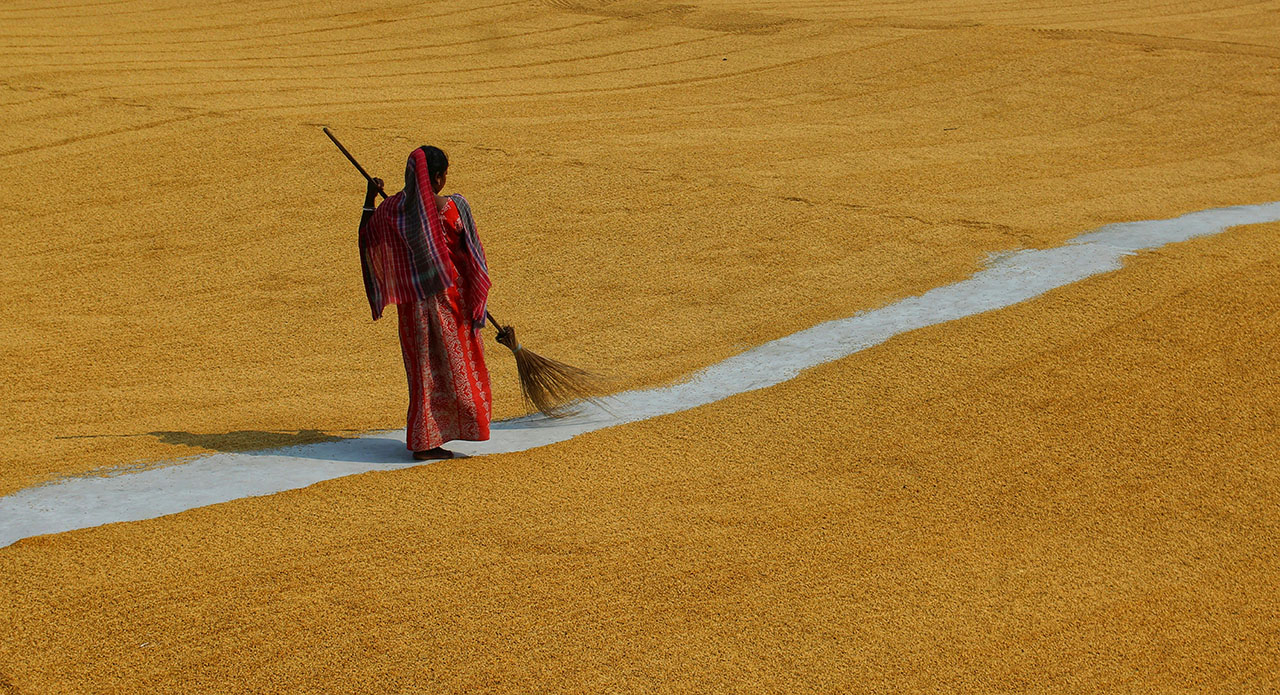 Reviving Sona Moti: The 2,000-Year-Old Heritage Wheat Behind Modern Indian Vodka