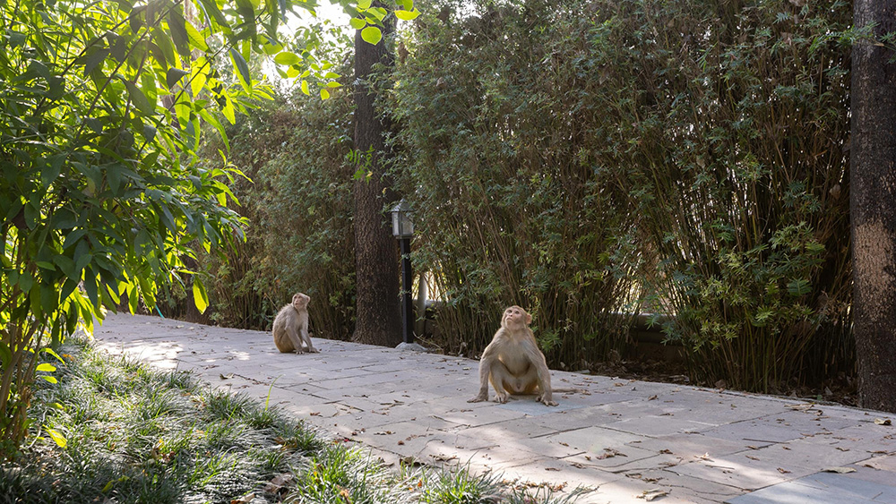 Resort Architecture, resort architecture blending with nature landscape, eco tourism nature resort master planning, eco tourism resort living experience, 