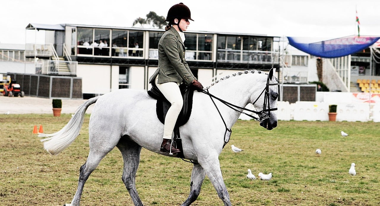 Where heritage, discipline, and aristocratic sporting traditions align with the temperament, instinct, and refined pursuits of every zodiac sign