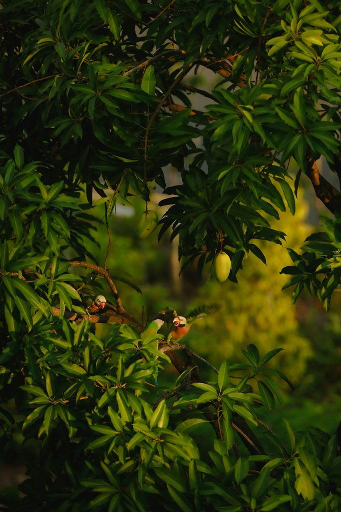 why Malda is famous for mangoes