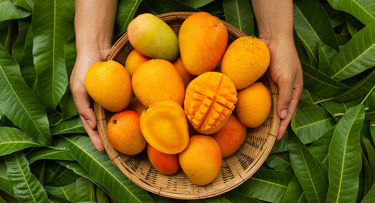 Summer Story: Why Is Malda Called The Mango City Of India?