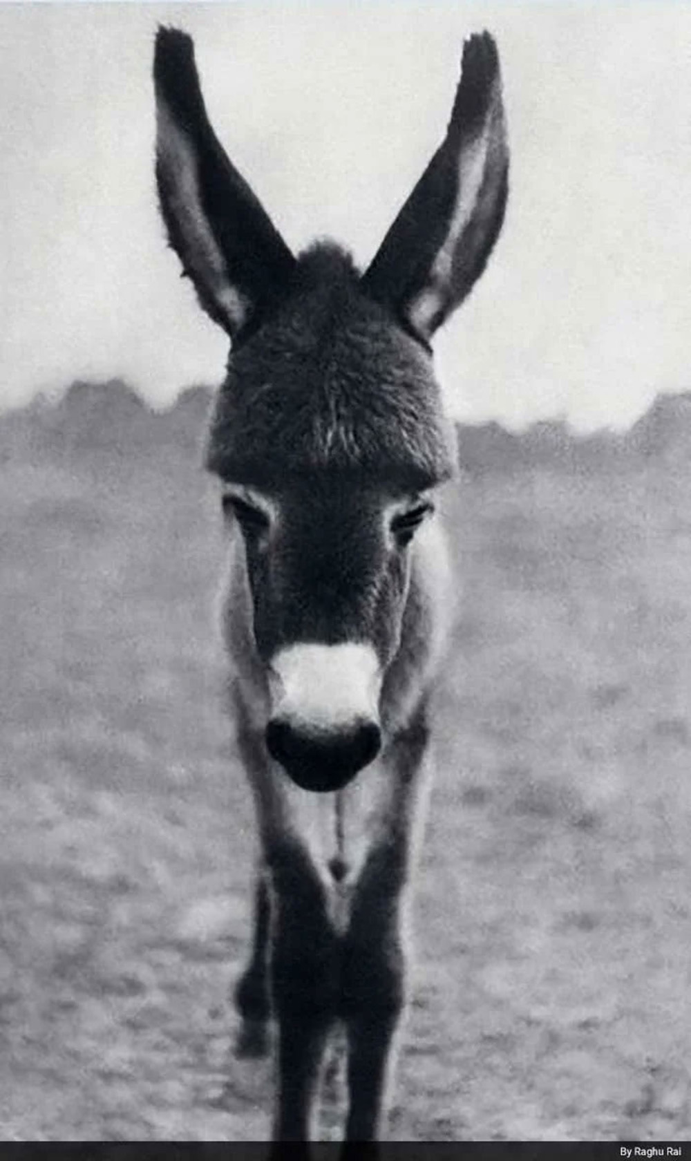 Raghu Rai's first photograph was a striking shot of a baby donkey, taken in a village in Haryana in the early 1960s.