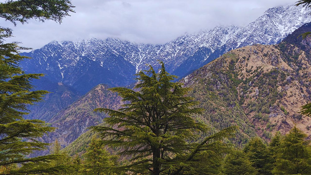 eagles nest mcleodganj top rated nature stay, eagles nest hotel himachal tranquil mountain stay,