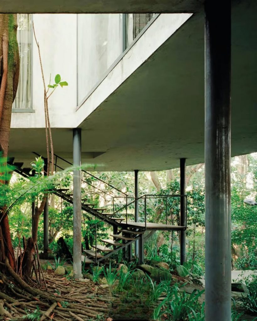 At the centre of the composition, a large native tree rises directly